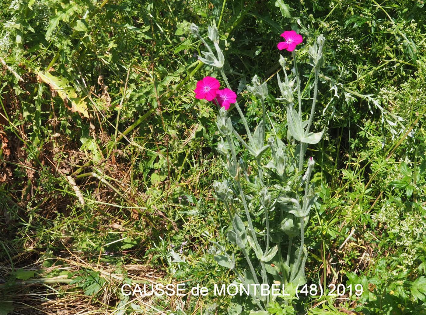 Campion, Rose plant